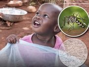 Malaria Crisis Linked to Learning Struggles: Is Liberia Facing a Silent Cognitive Emergency?